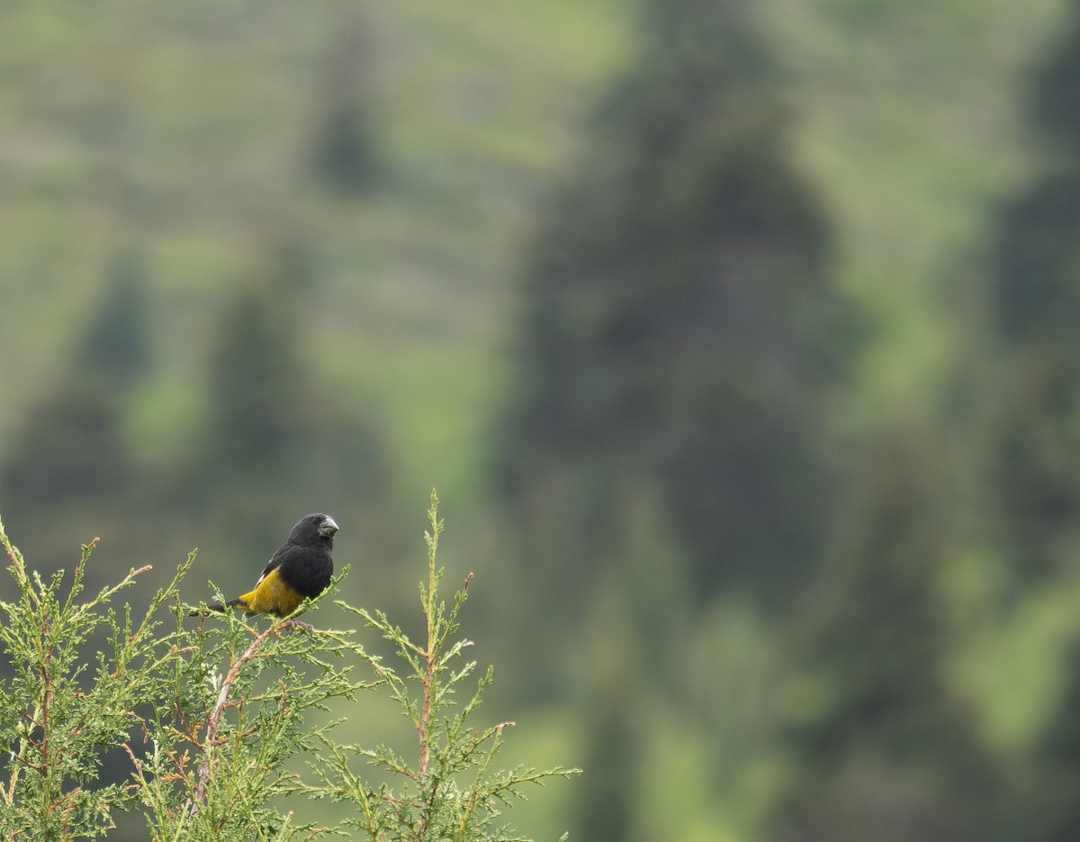 White-winged Grosbeak - ML644844886