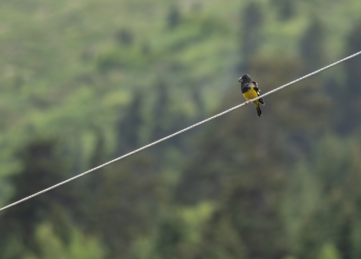 White-winged Grosbeak - ML644844888