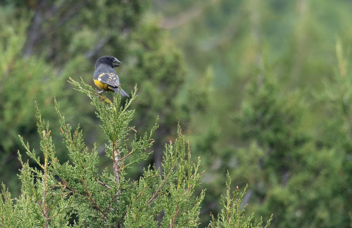 White-winged Grosbeak - ML644844889
