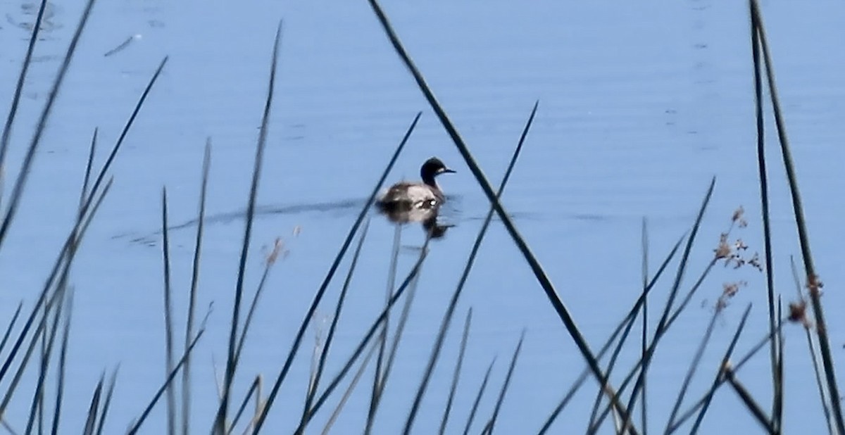 ハジロカイツブリ - ML644844890