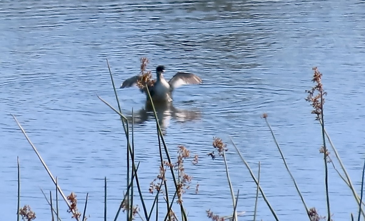 ハジロカイツブリ - ML644844891