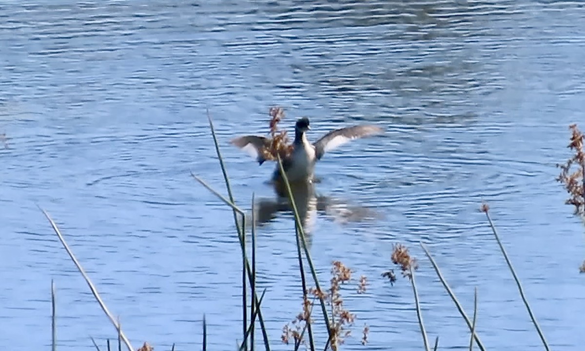 ハジロカイツブリ - ML644844892