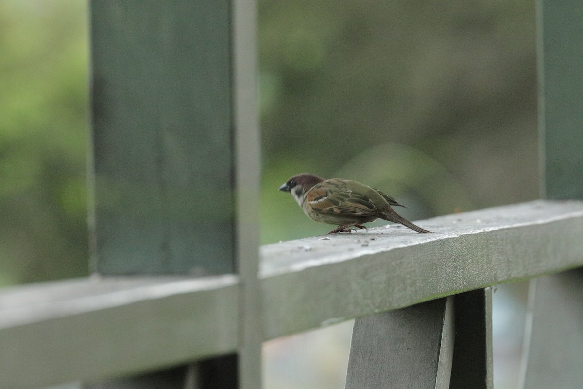 House Sparrow - ML644844895
