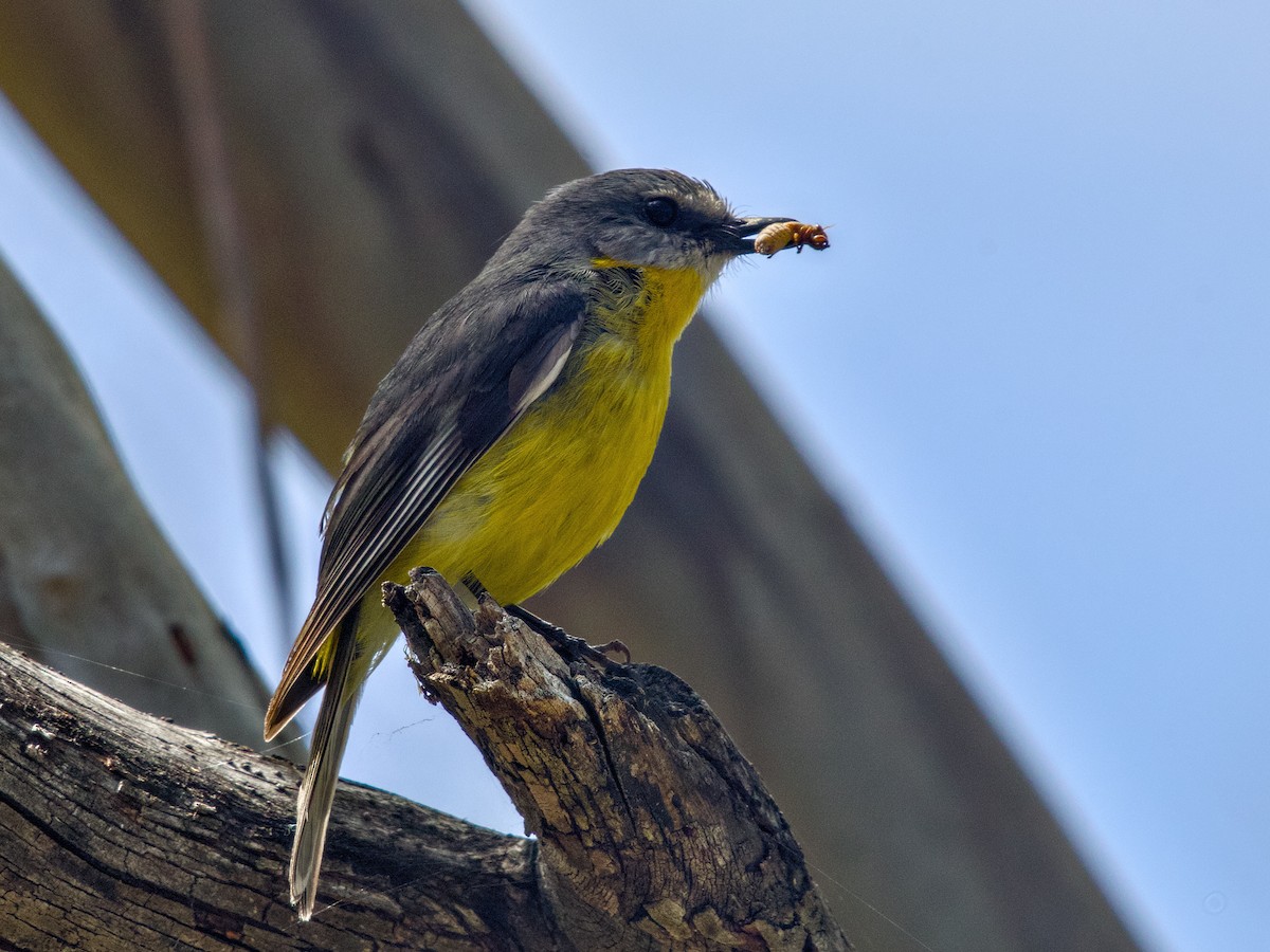 Petroica Amarilla - ML644844920