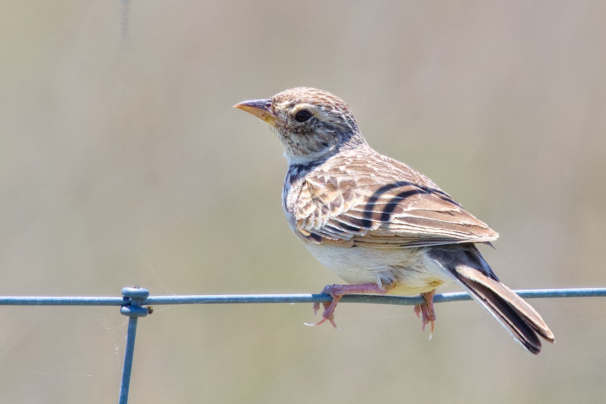 Alondra de Java - ML644844922