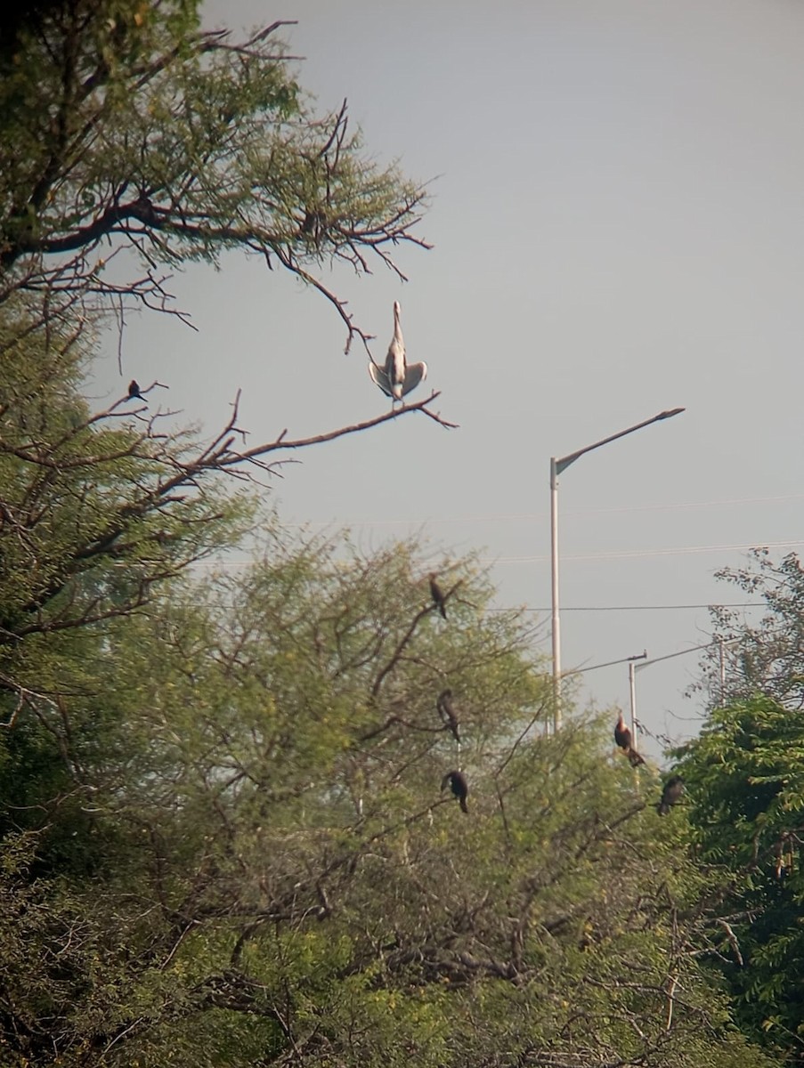 Cormorán Grande - ML644844923