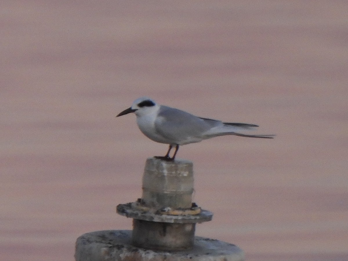 Charrán de Forster - ML644844928