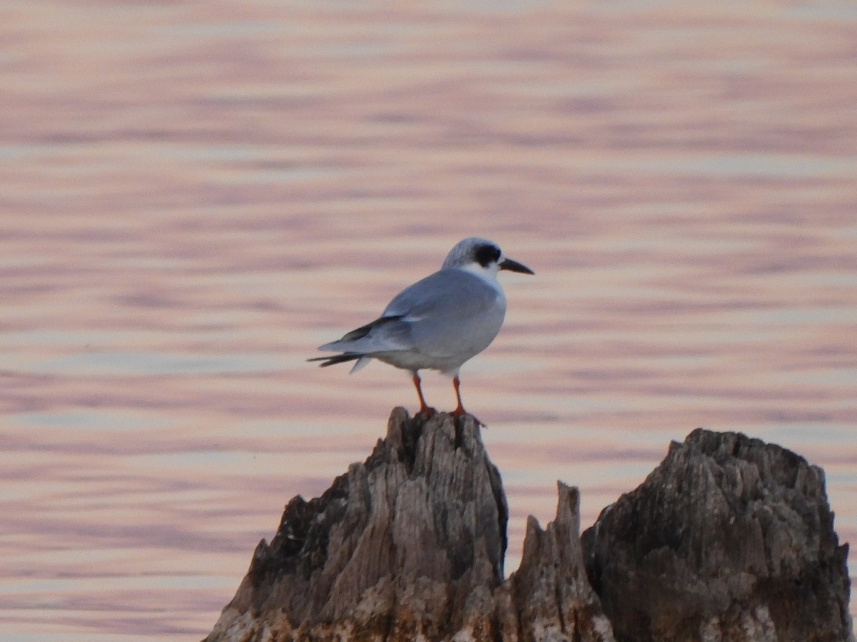 Charrán de Forster - ML644844929