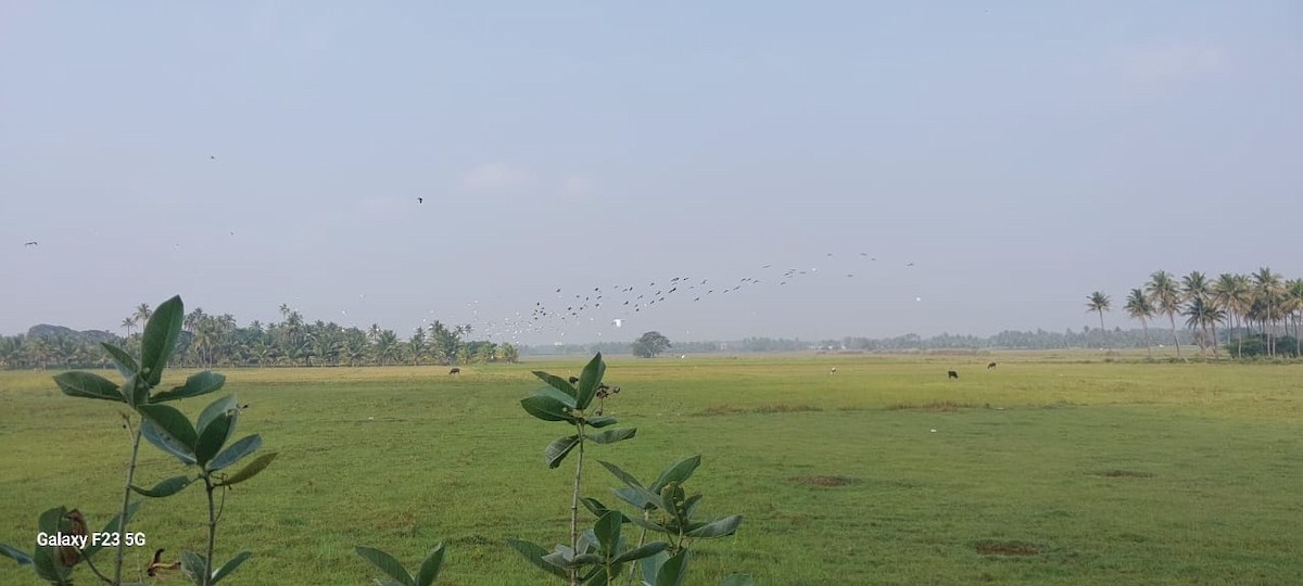 Garcilla Bueyera Oriental - ML644844931