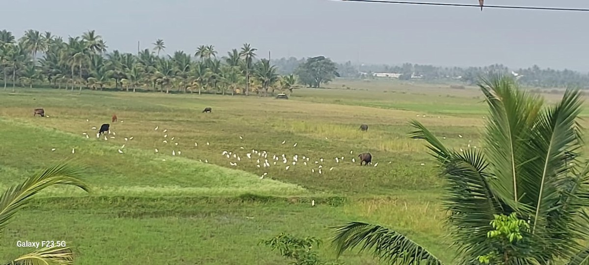 Garcilla Bueyera Oriental - ML644844932