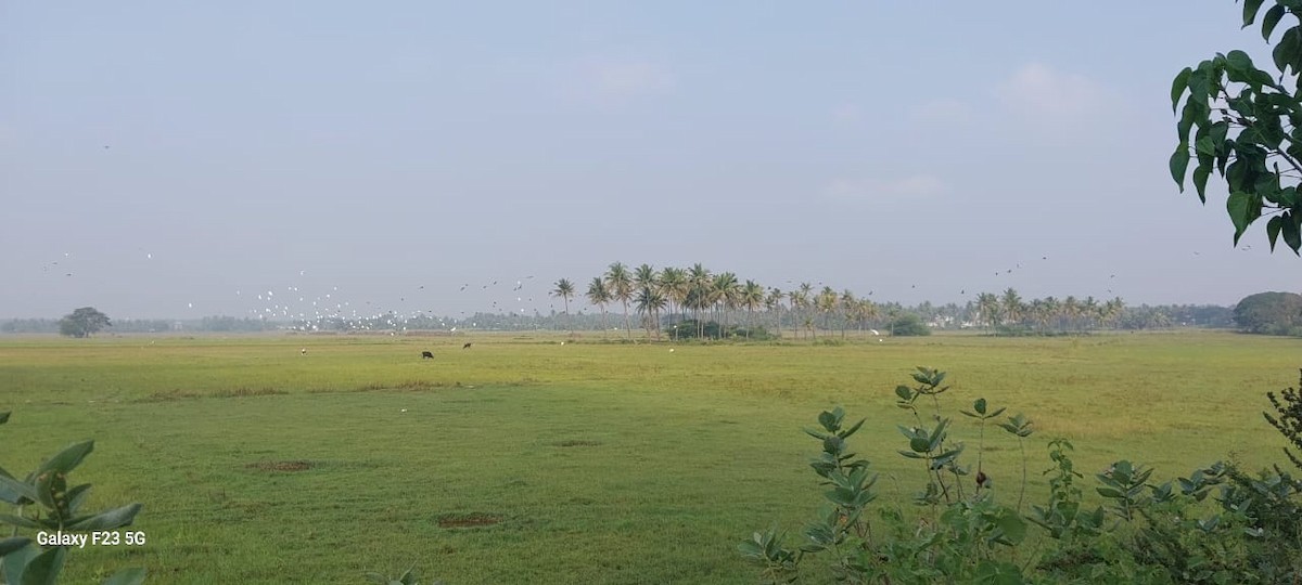 Garcilla Bueyera Oriental - ML644844933