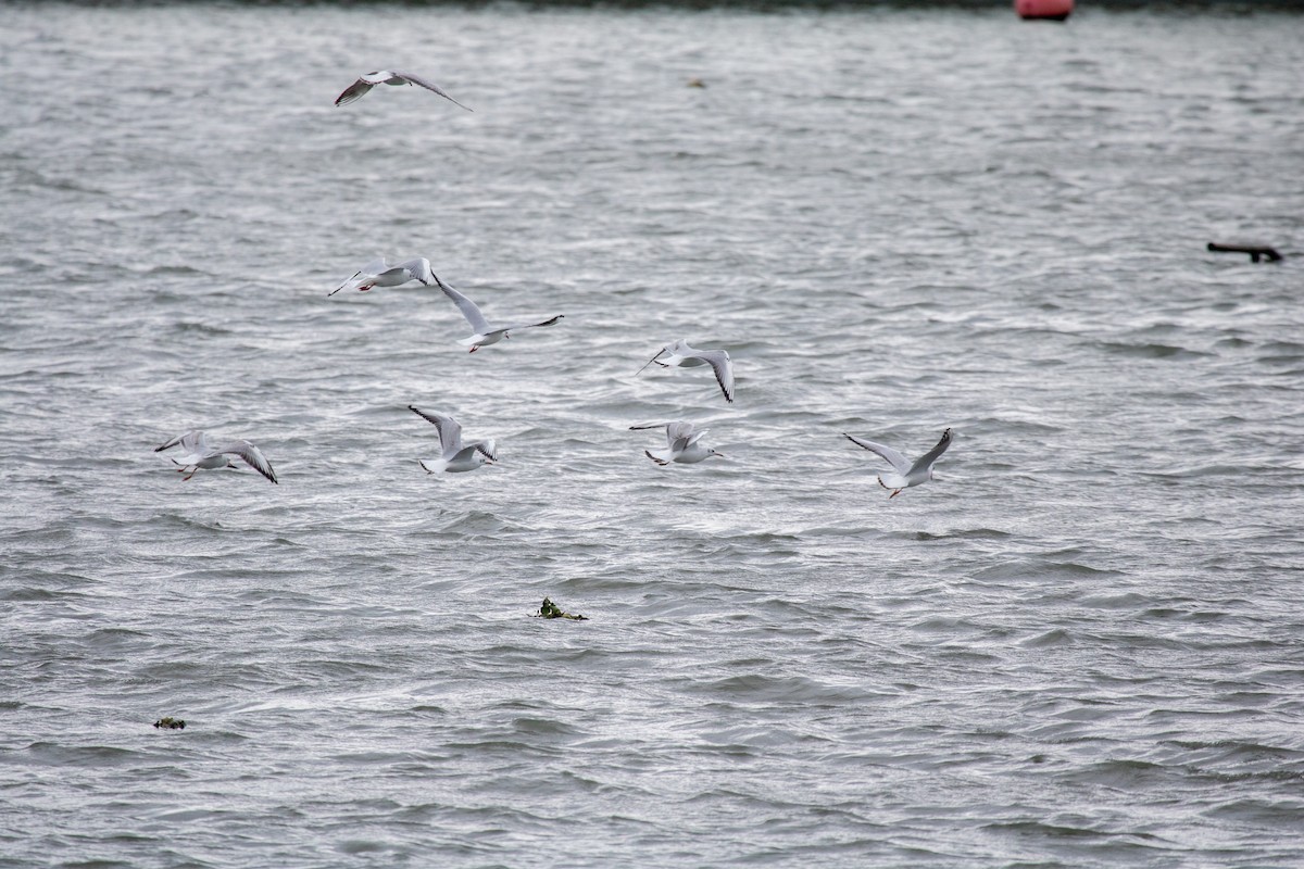 Gaviota Reidora - ML644844934