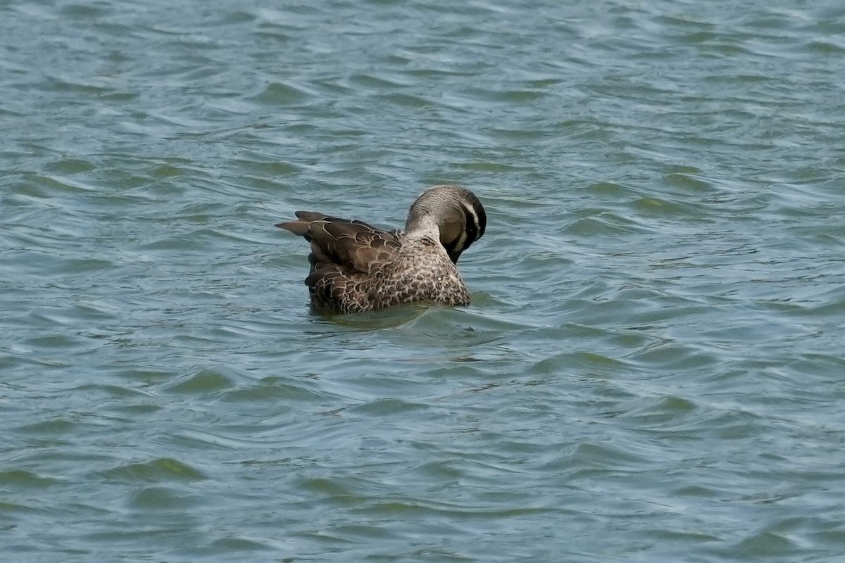 Ánade Cejudo - ML644844935