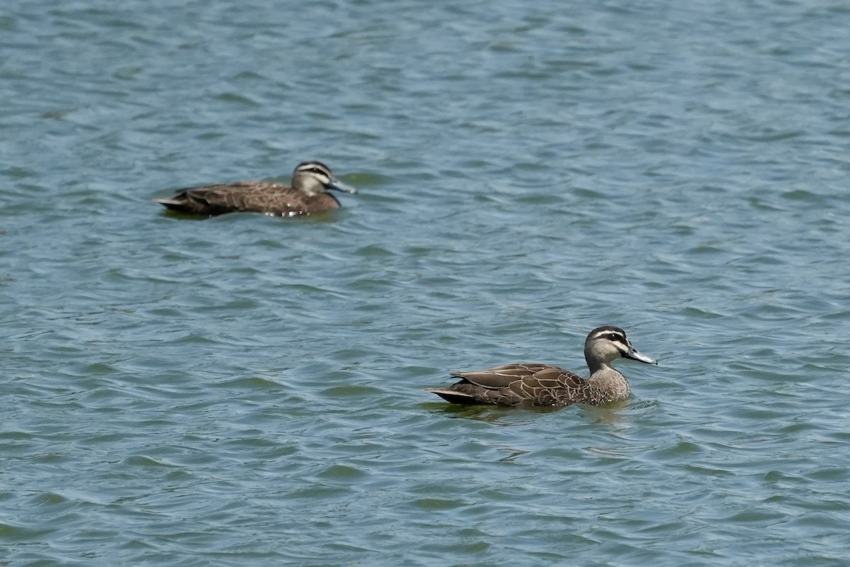 Ánade Cejudo - ML644844936