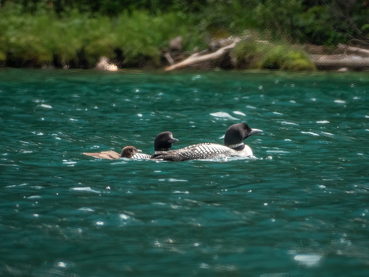 Colimbo Grande - ML644844938