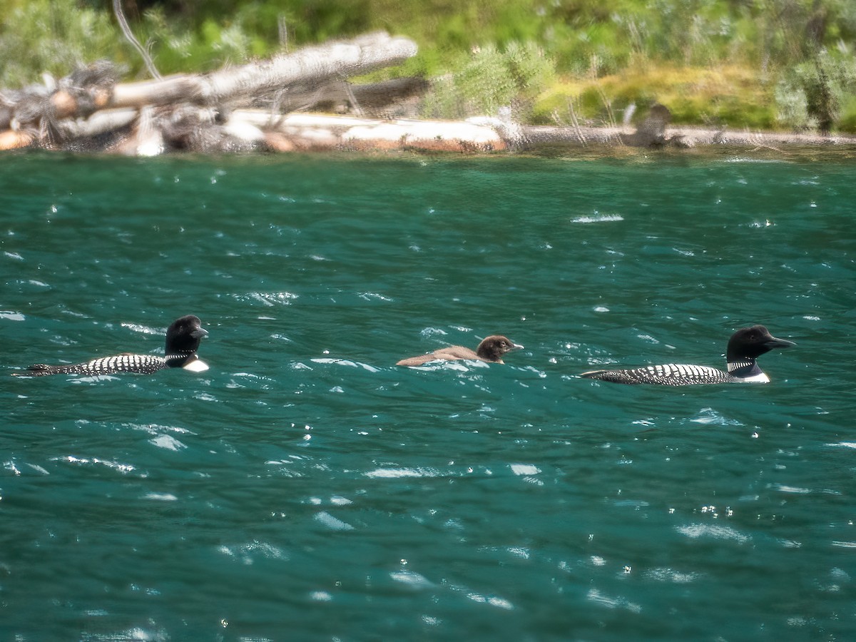 Colimbo Grande - ML644844939