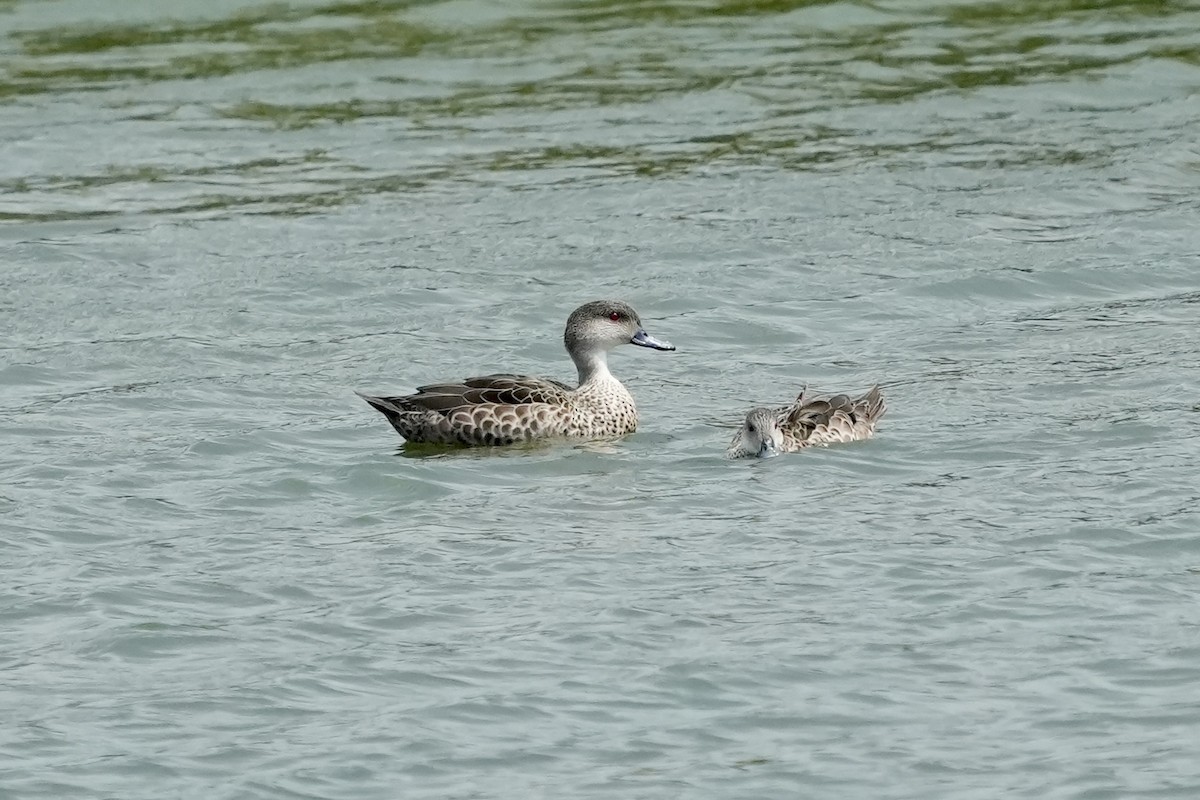 Cerceta Gris - ML644844941