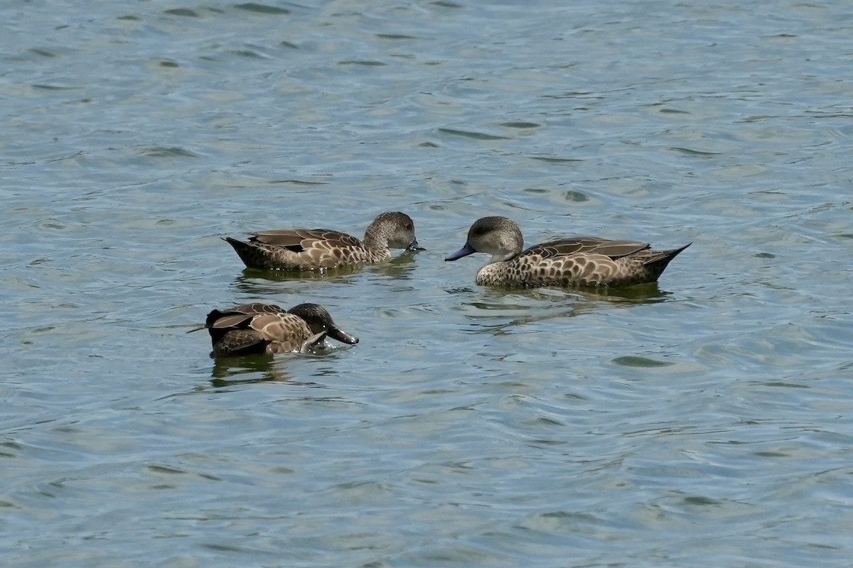Cerceta Gris - ML644844942