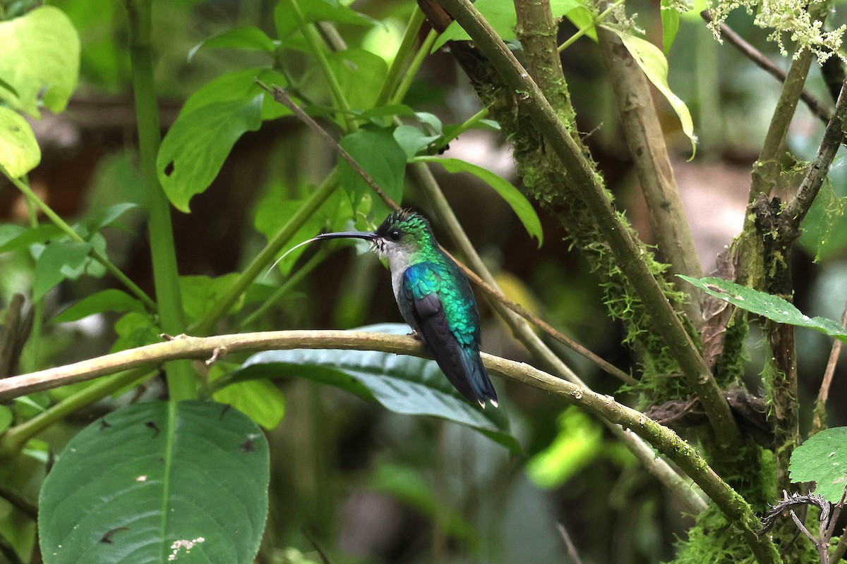 Zafiro Coronado - ML644844944