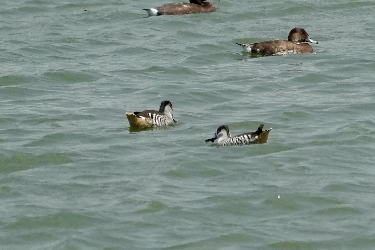 Pato Pachón - ML644844945