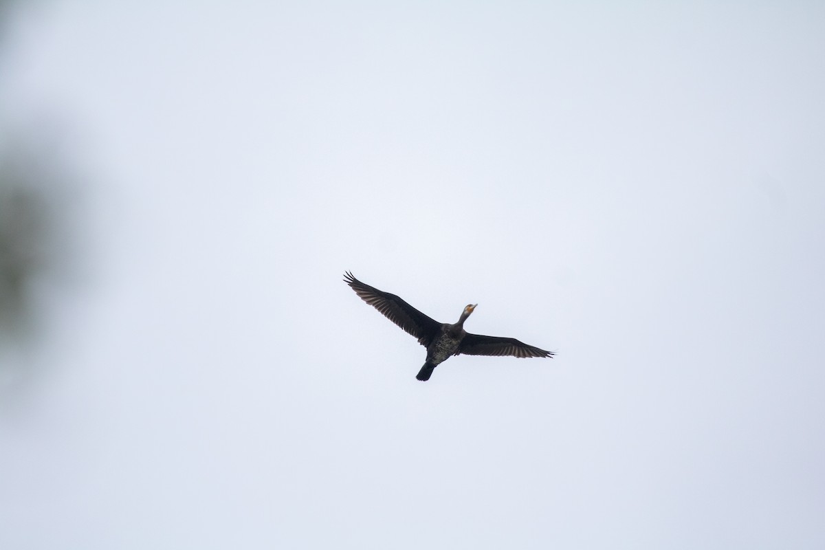 Cormorán Grande - ML644844946