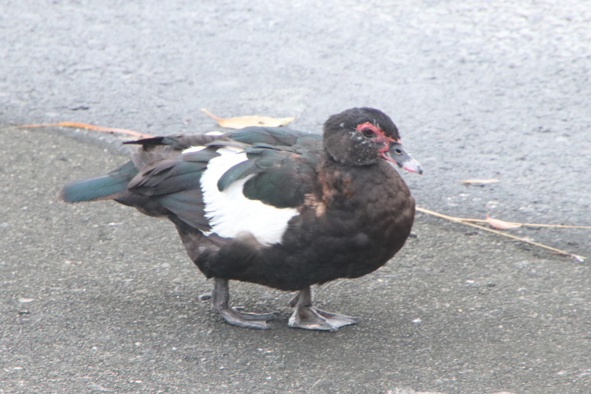 Pato Criollo (variedad doméstica) - ML644844947