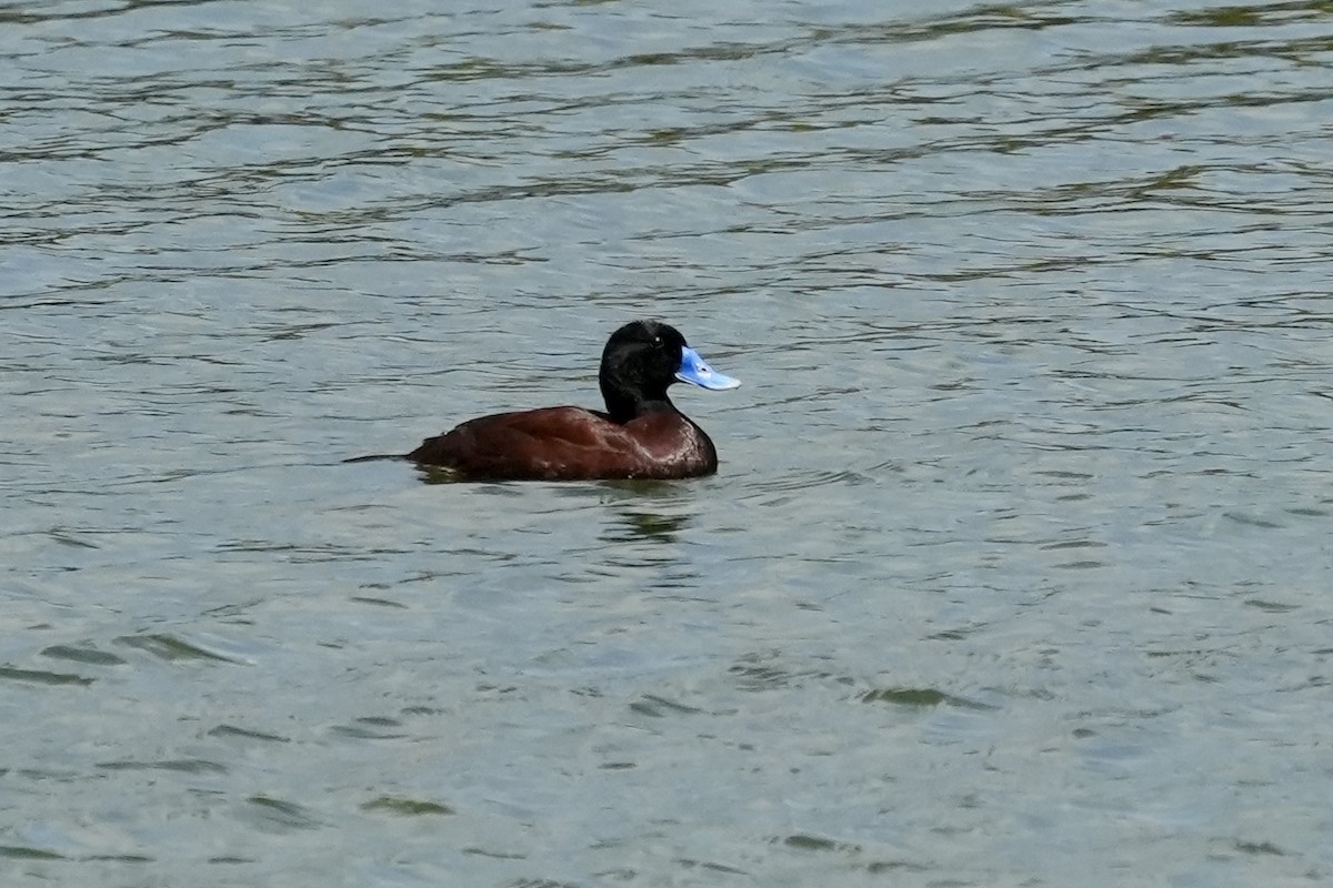 Malvasía Australiana - ML644844948