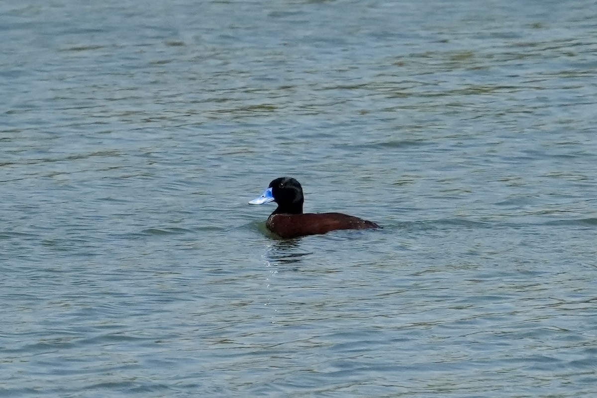 Malvasía Australiana - ML644844949