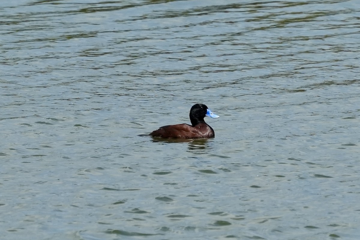 Malvasía Australiana - ML644844950