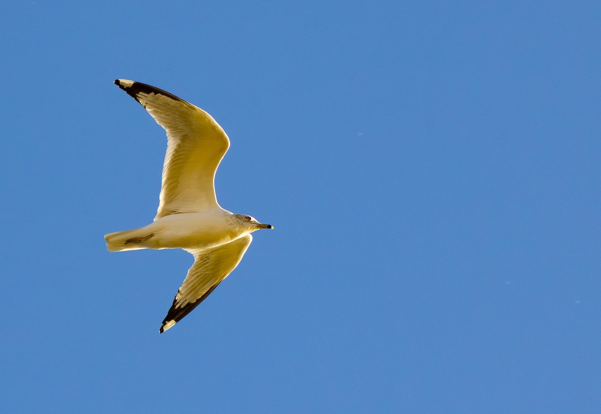 Gaviota de Delaware - ML644844951