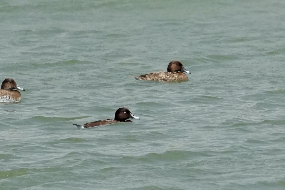 Hardhead - ML644844952