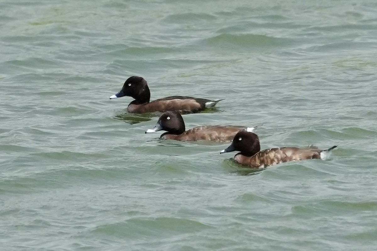 Hardhead - ML644844953