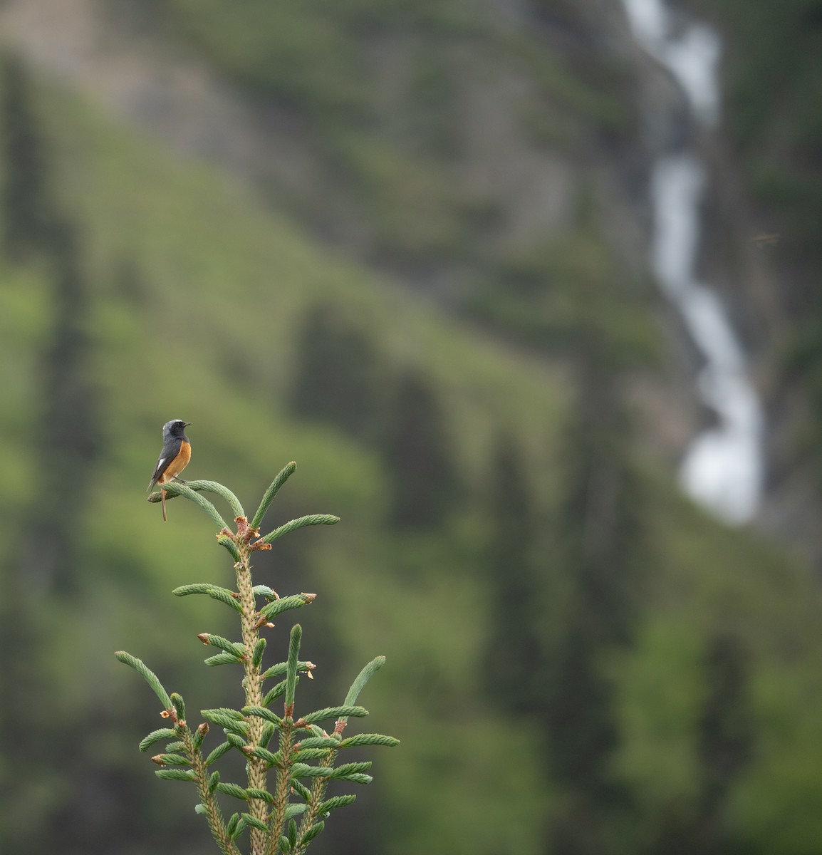 Hodgson's Redstart - ML644844971