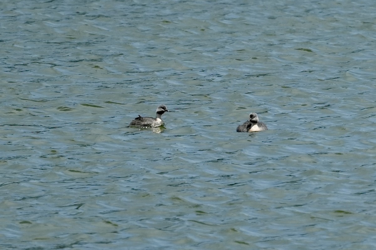 シラガカイツブリ - ML644844972