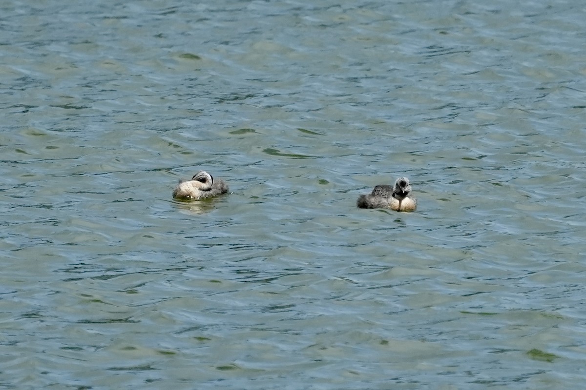 シラガカイツブリ - ML644844974