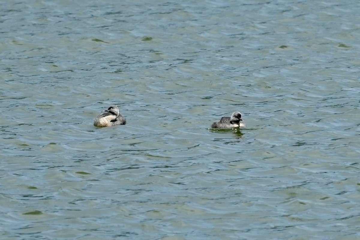 シラガカイツブリ - ML644844975