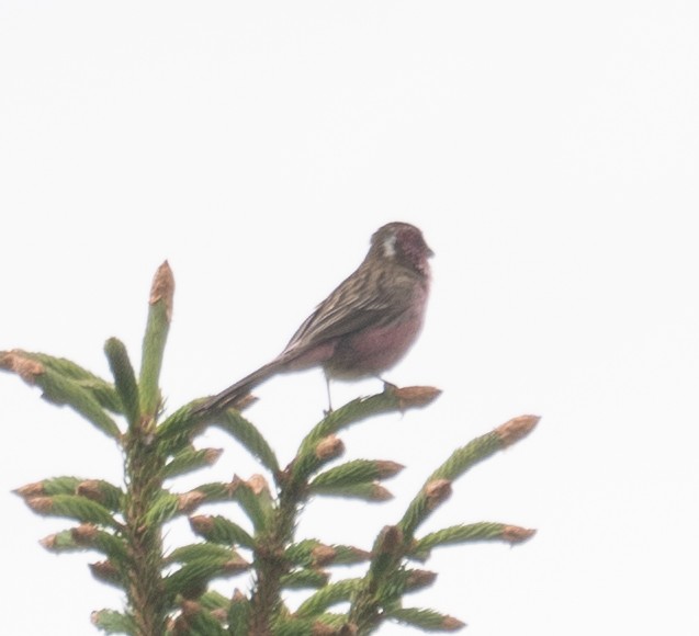 Chinese White-browed Rosefinch - ML644844981