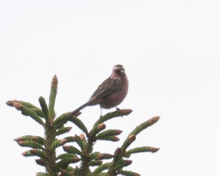 Chinese White-browed Rosefinch - ML644844982