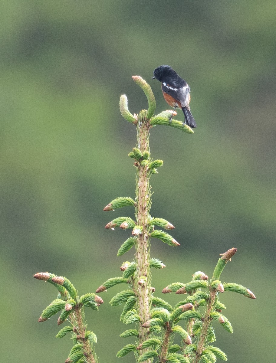 Ak Boğazlı Kızılkuyruk - ML644844988