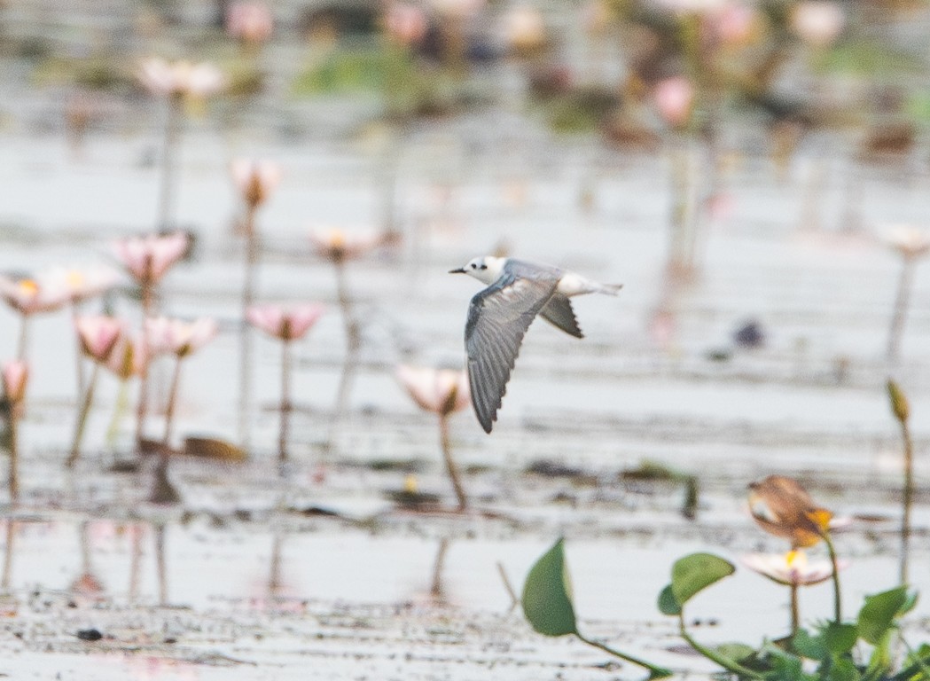 Mignattino alibianche - ML644845025