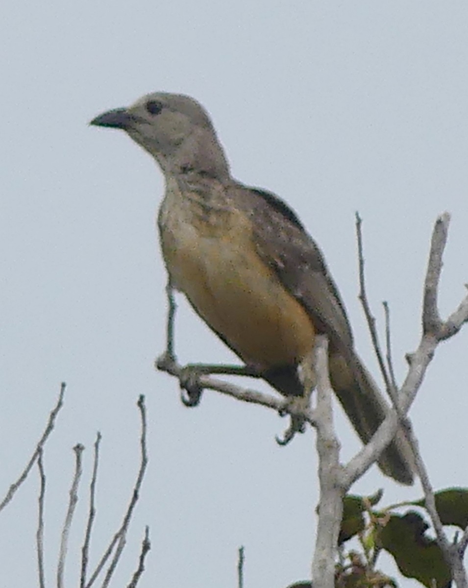 Fawn-breasted Bowerbird - ML644845031