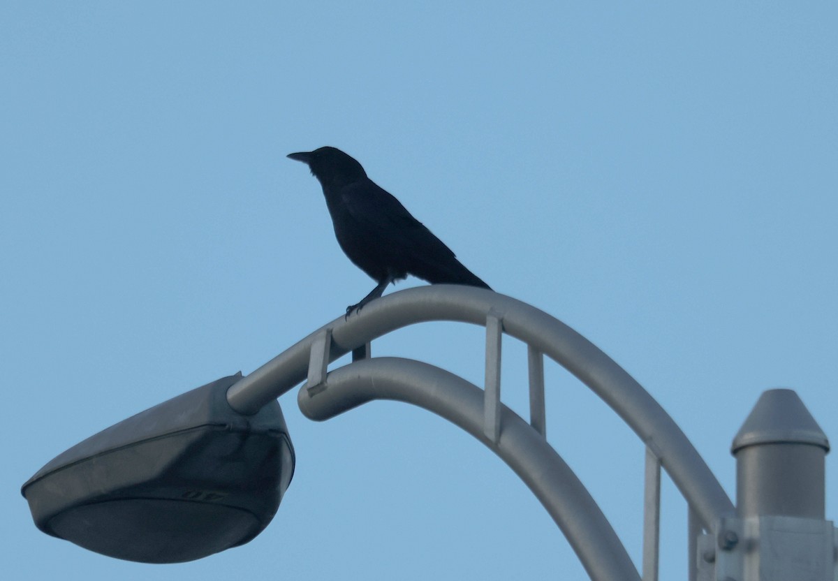American Crow - ML644845039