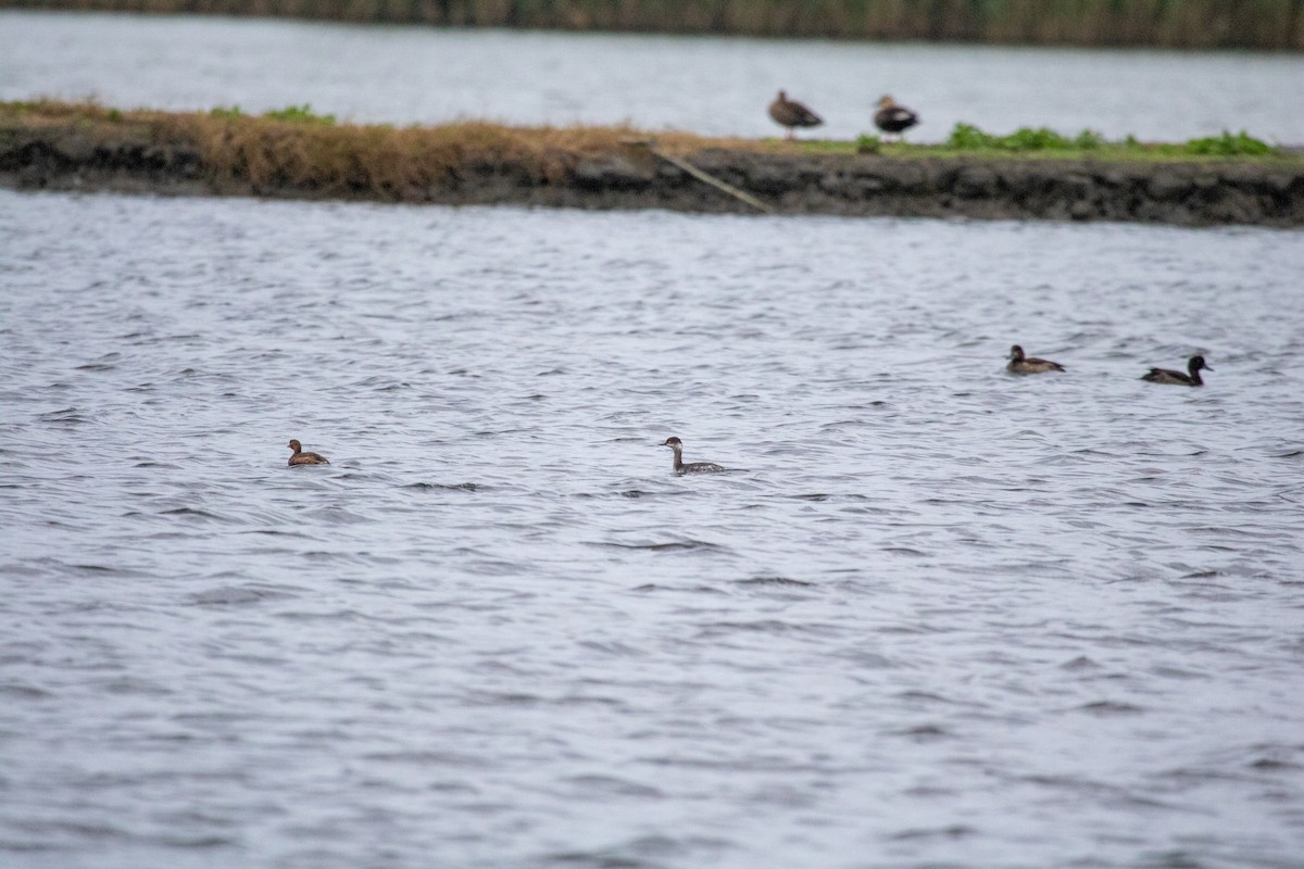 ハジロカイツブリ - ML644845060