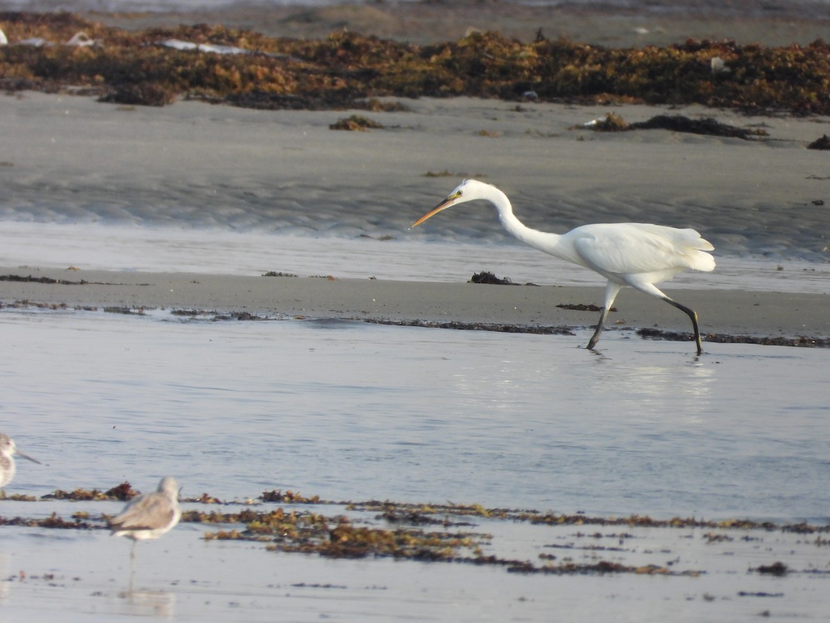 Little Egret - ML644845069