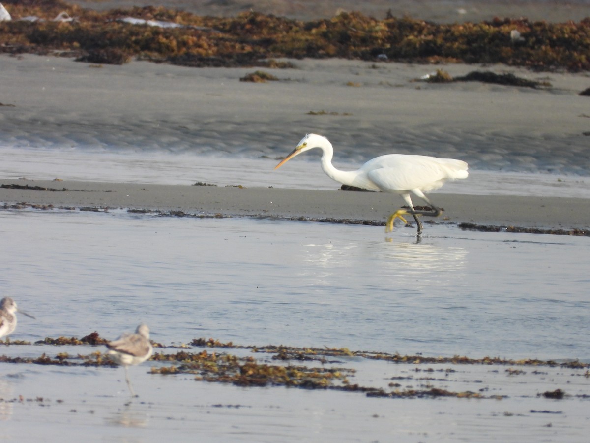 Little Egret - ML644845070