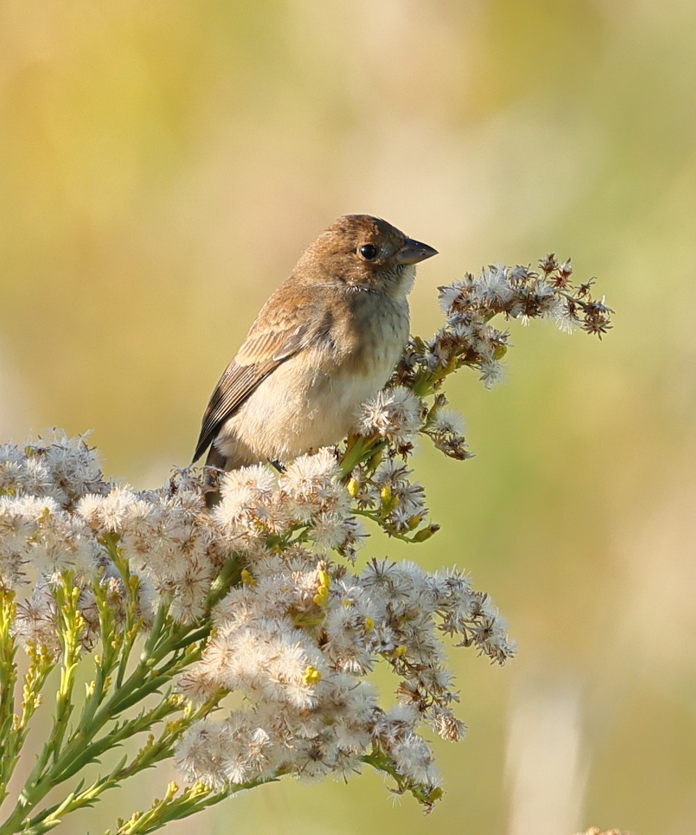 Индиговый колорин - ML644845071