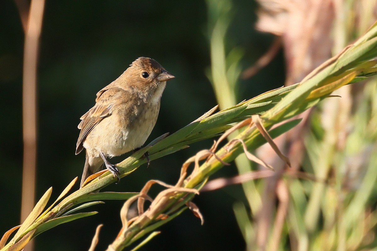 Индиговый колорин - ML644845072