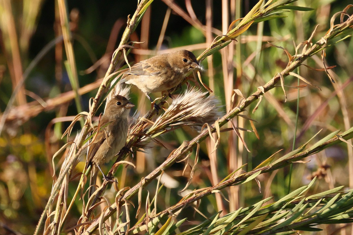 Индиговый колорин - ML644845073