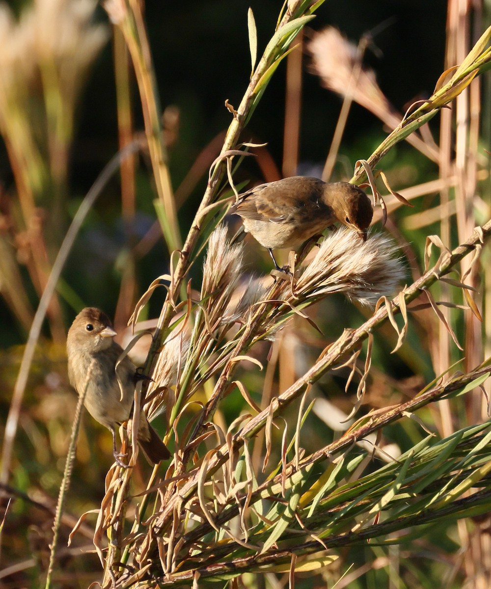 Индиговый колорин - ML644845074