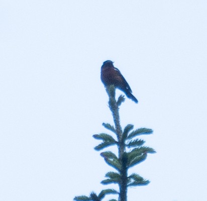 Ak Boğazlı Kızılkuyruk - ML644845077